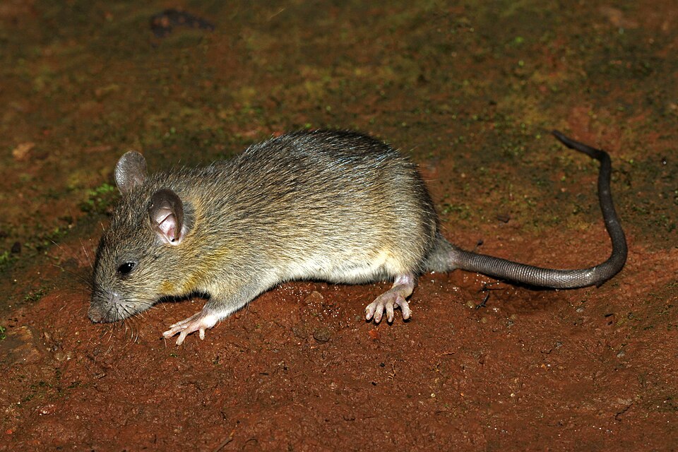 Potkan čierny (Rattus rattus)