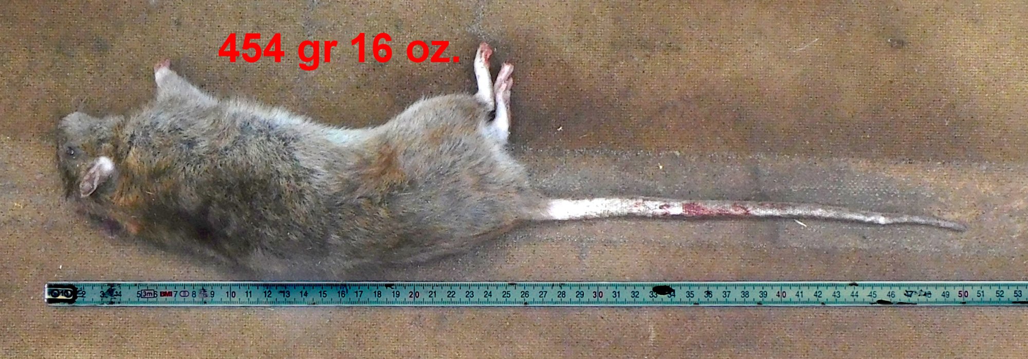 Potkan domáci (fancy) (Rattus norvegicus domestica)