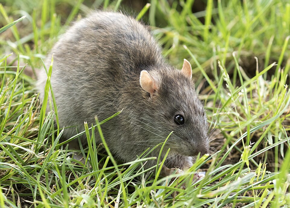 Potkan obyčajný (hnedý) (Rattus norvegicus)