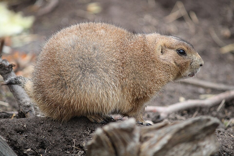 Prériový pes čiernochvostý (Cynomys ludovicianus)