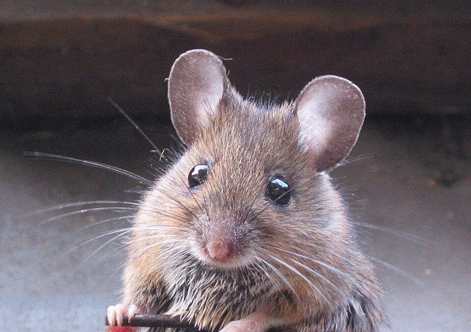 Ryšavka lesná (Apodemus sylvaticus)