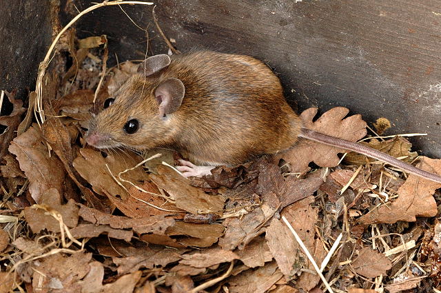 Ryšavka žltohrdla (Apodemus flavicollis)