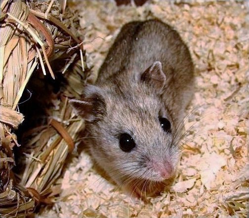 Škrečok čínsky (Cricetulus griseus)
