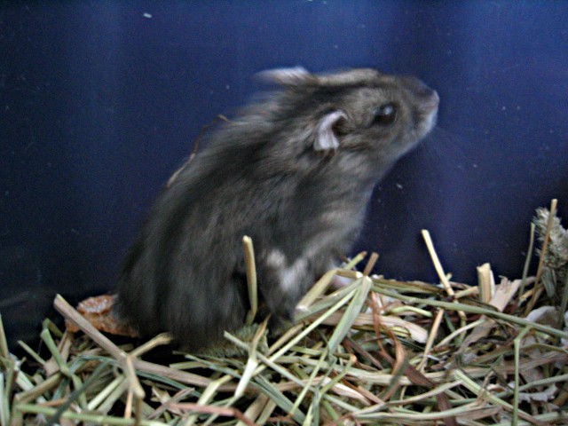 Škrečok džungarský (zimný) (Phodopus sungorus)