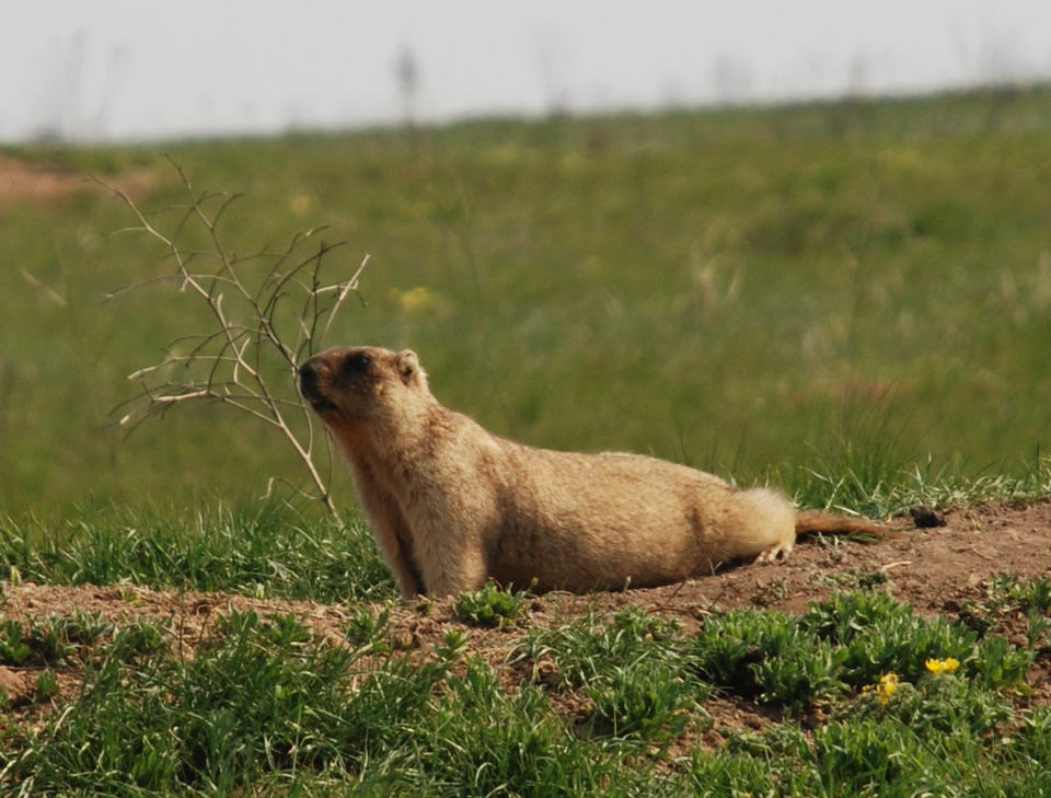 Svišť stepný (Marmota bobak)