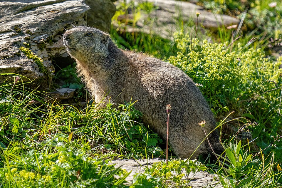 Svišť vrchovský (Marmota marmota)