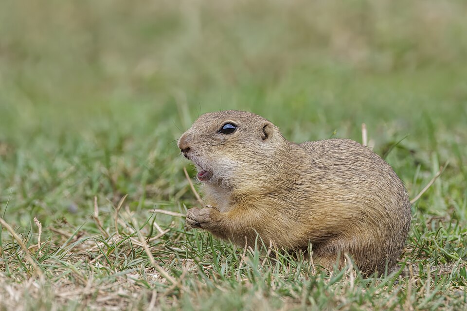 Syseľ pasienkový (Spermophilus citellus)
