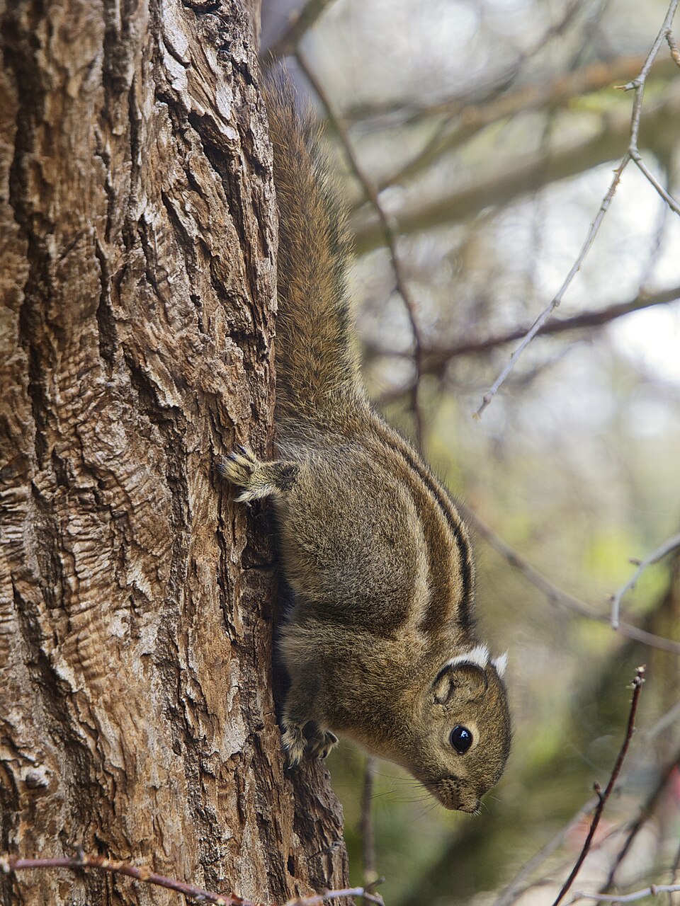 Veverôčka pruhovaná (Tamiops swinhoei)