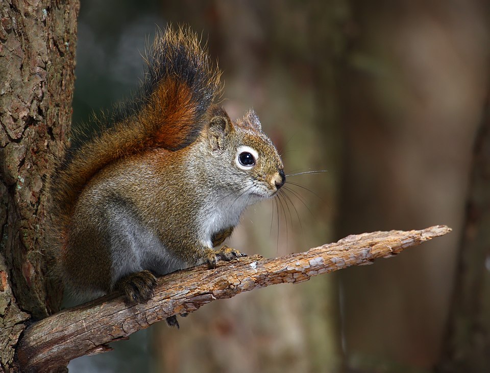 Veverička červená americká (Tamiasciurus hudsonicus)