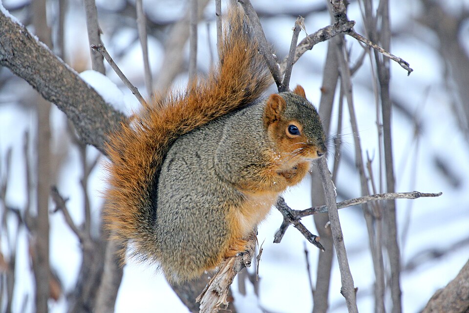 Veverička fox (Sciurus niger)