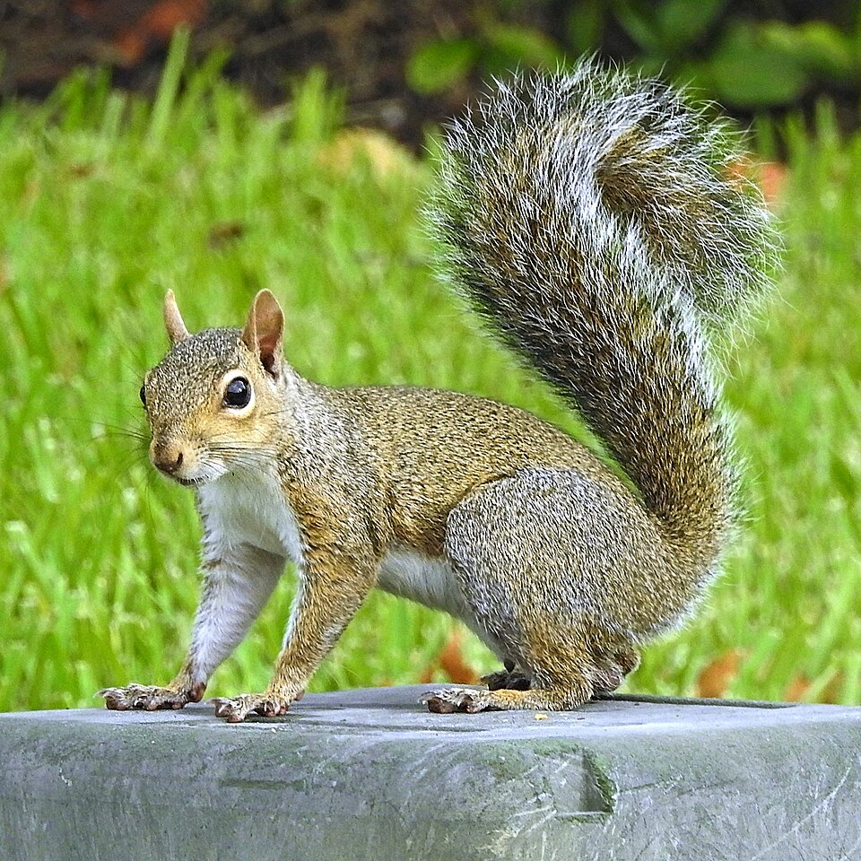 Veverička sivá (Sciurus carolinensis)