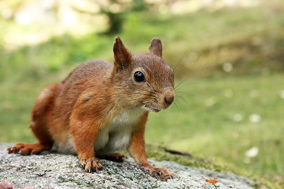 Veverička stromová (Sciurus vulgaris)