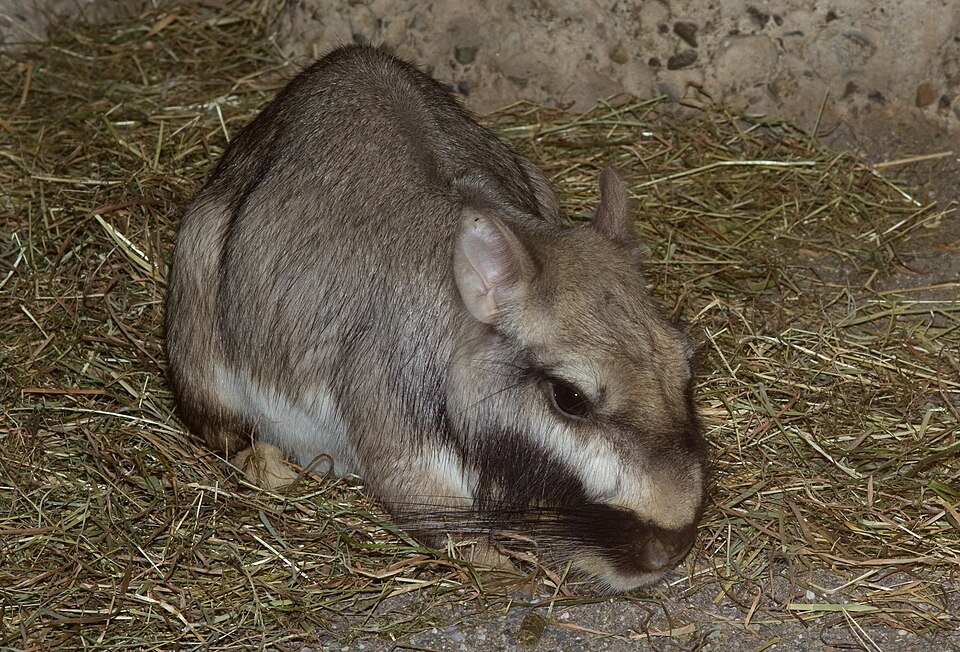 Viskaš plání (Lagostomus maximus)