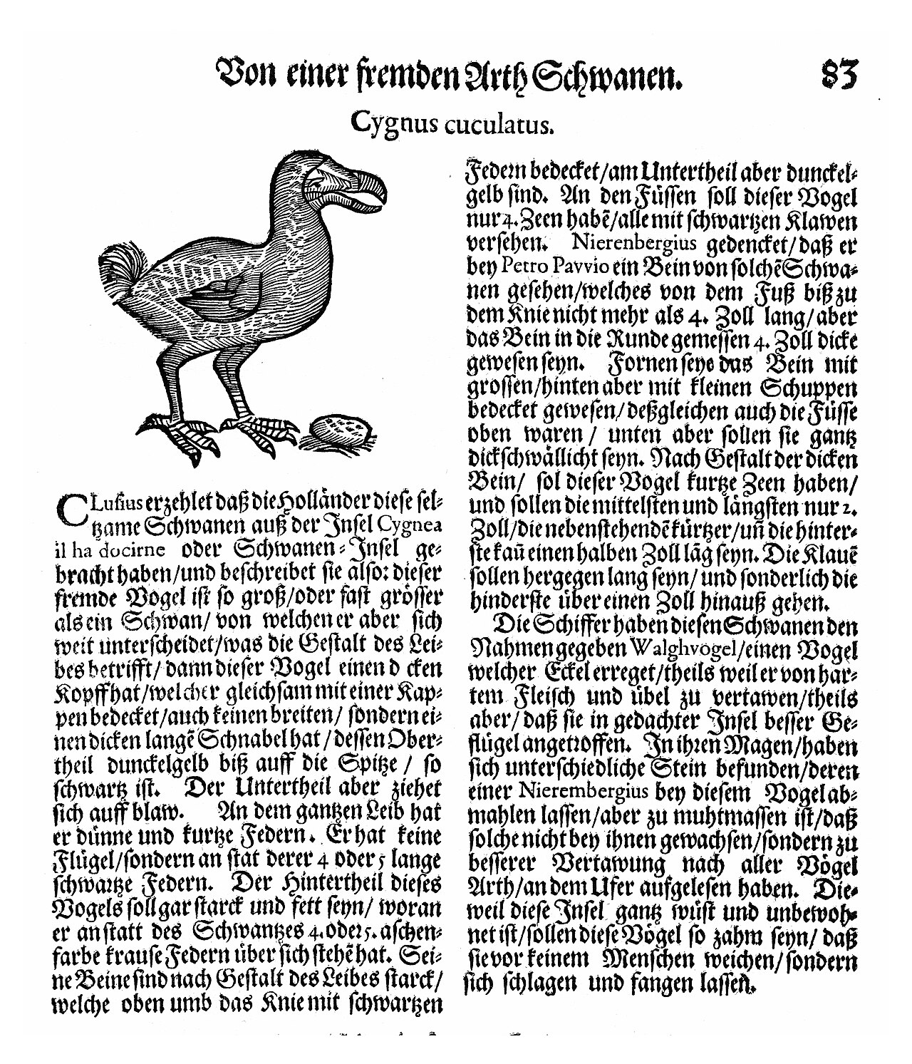 Dodo