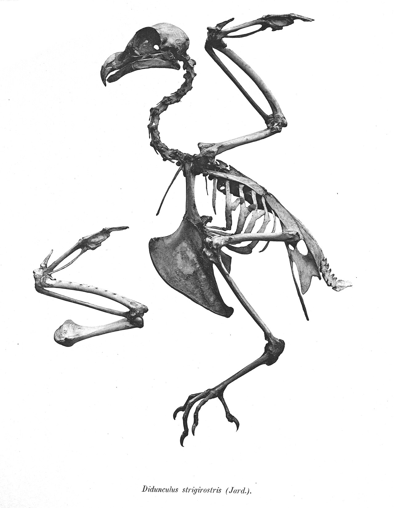 Holub tooth-billed (Manumea)