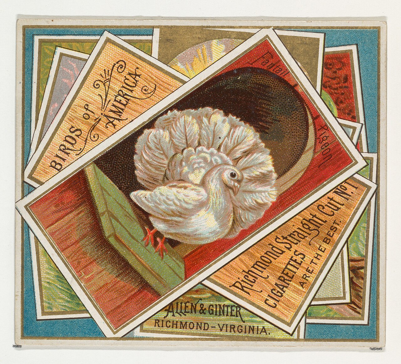 Fantail