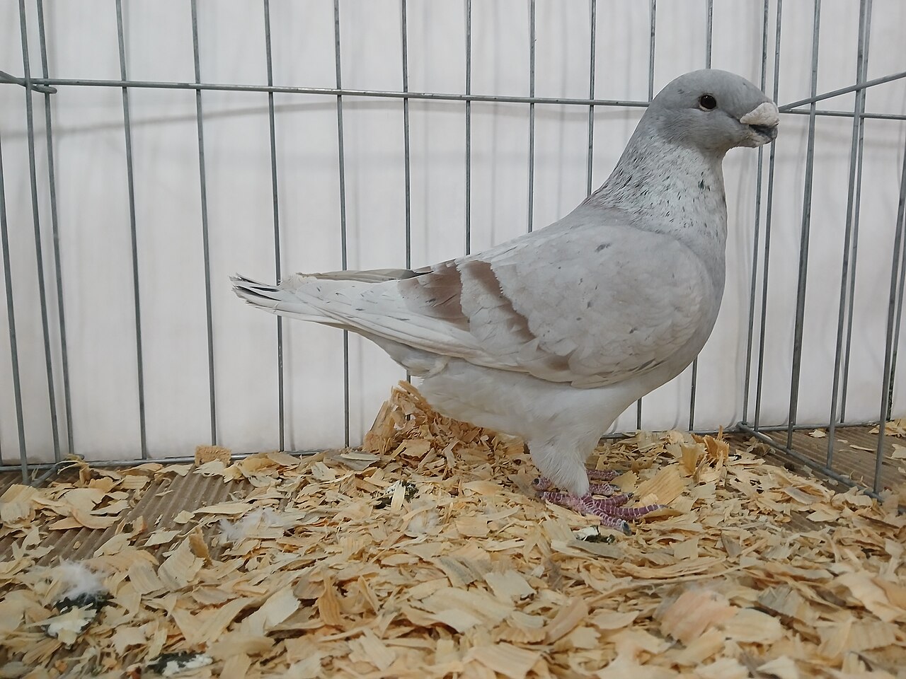 American Flight Pigeon