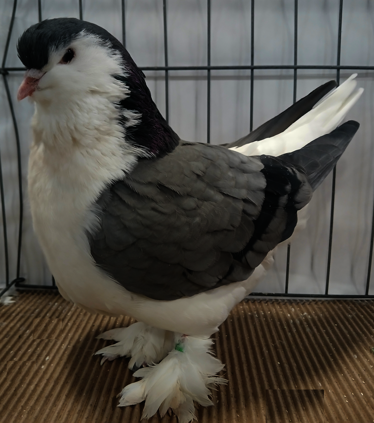 Lahore Pigeon (Lahorský holub)