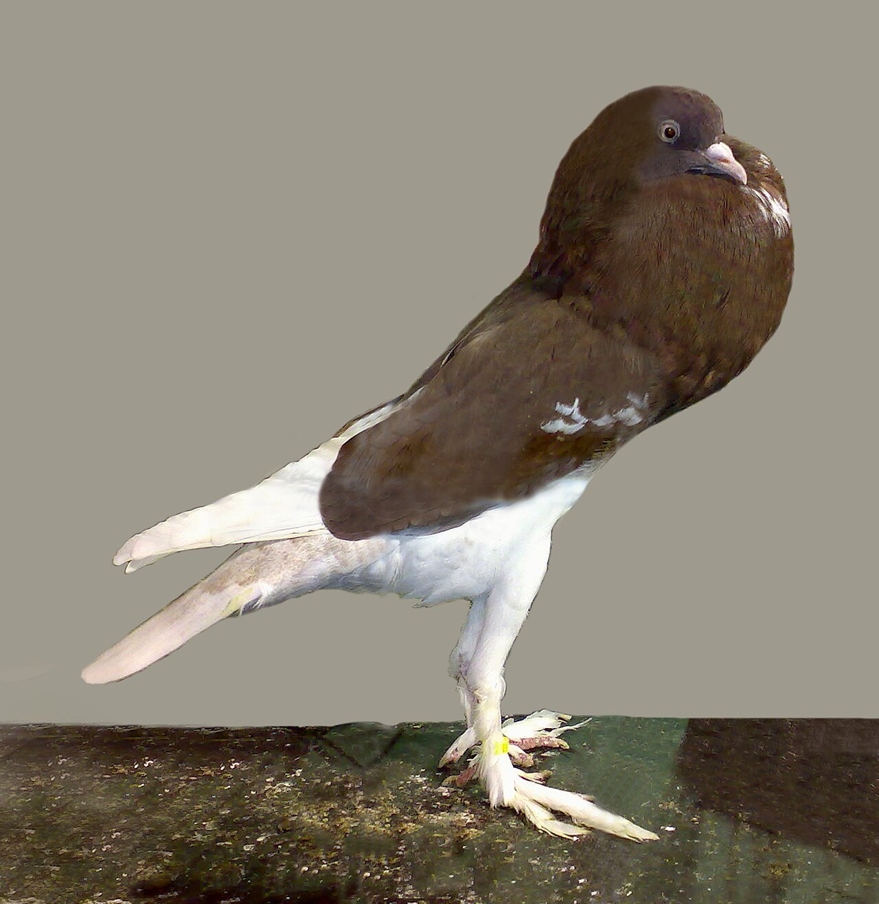 Foto 2