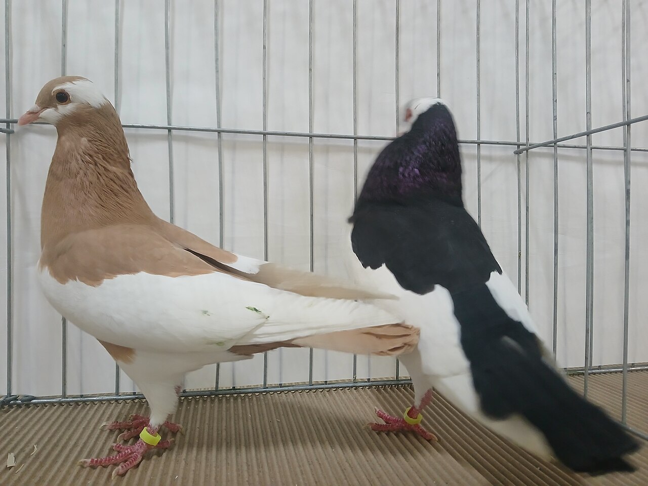 Pouter anglický