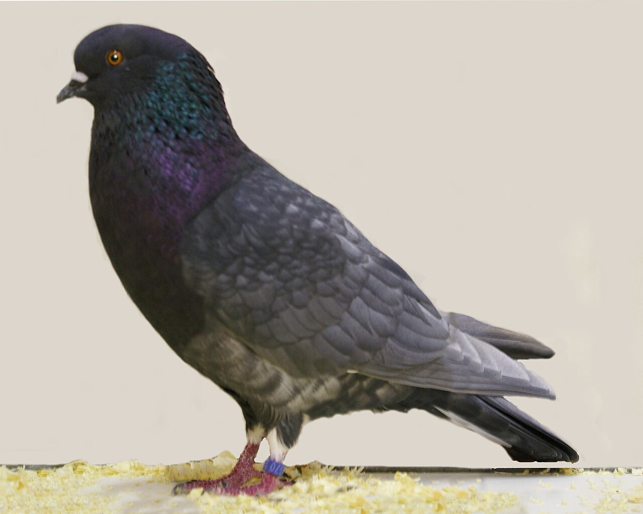 Foto 2