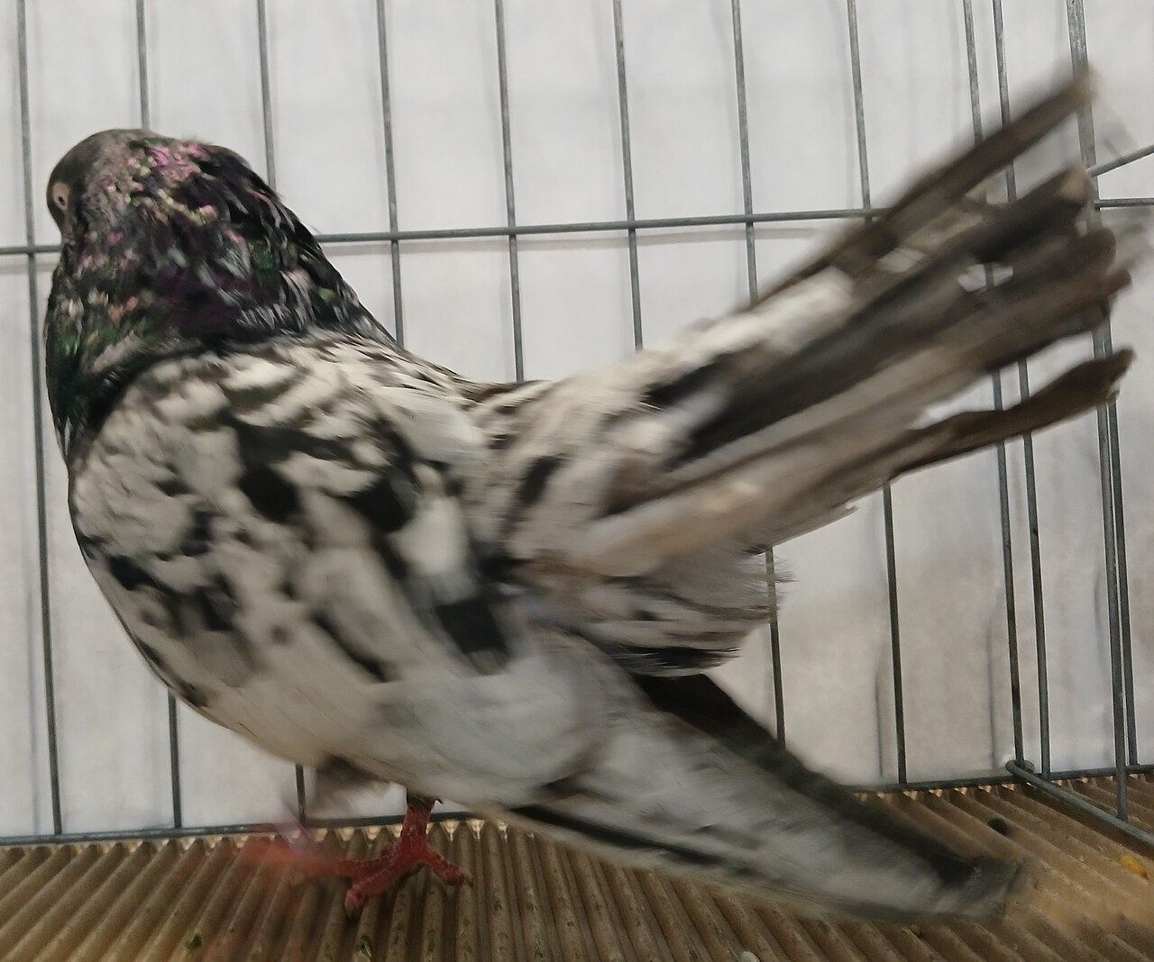 Oriental Roller (Smyrna)
