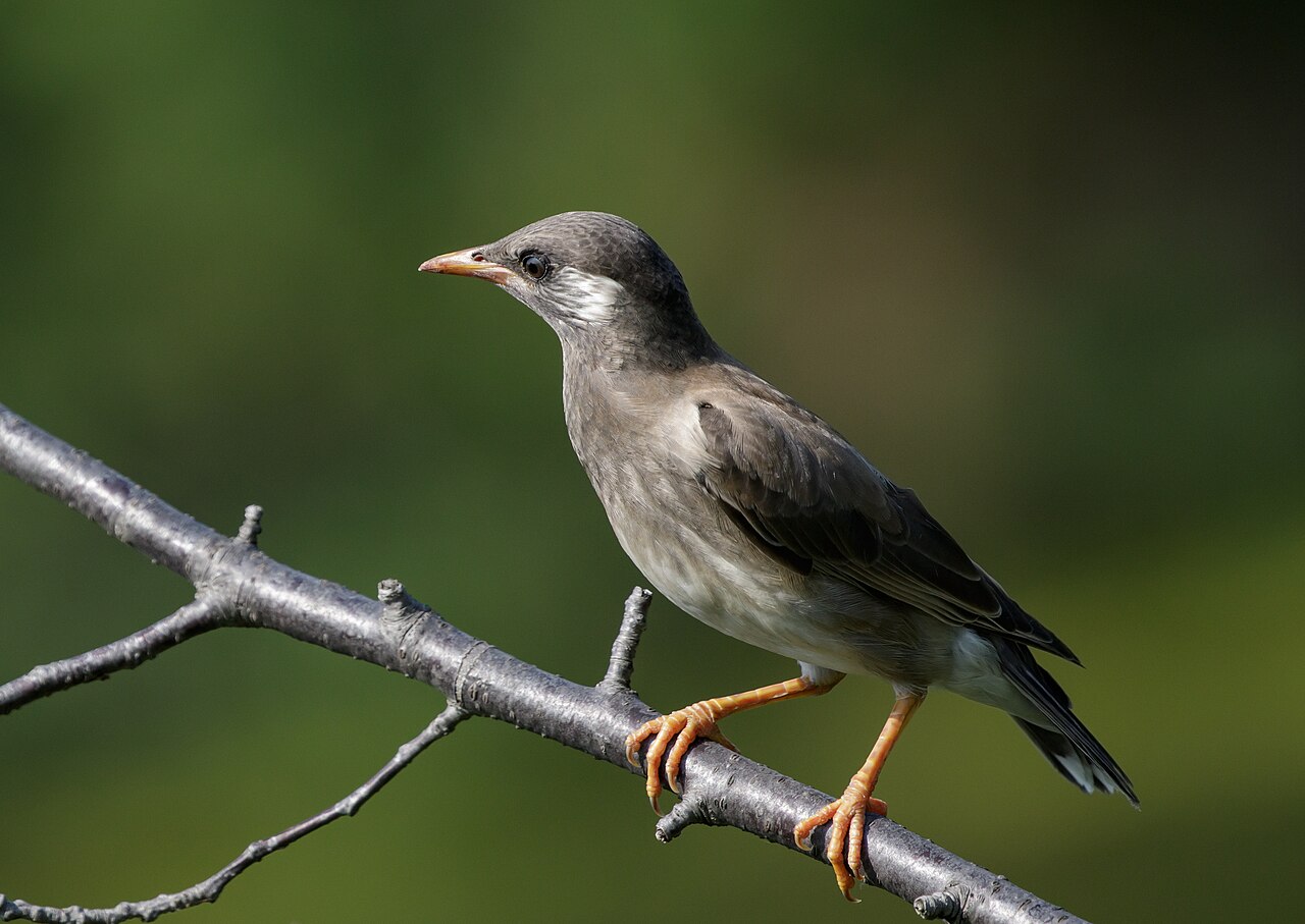 Starling Pigeon (Starwitzer / Holub škorec)