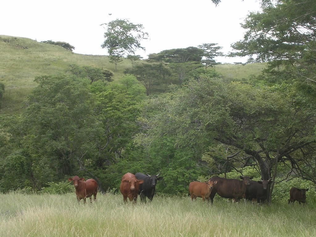 Bali dobytok (banteng) (Bos javanicus)
