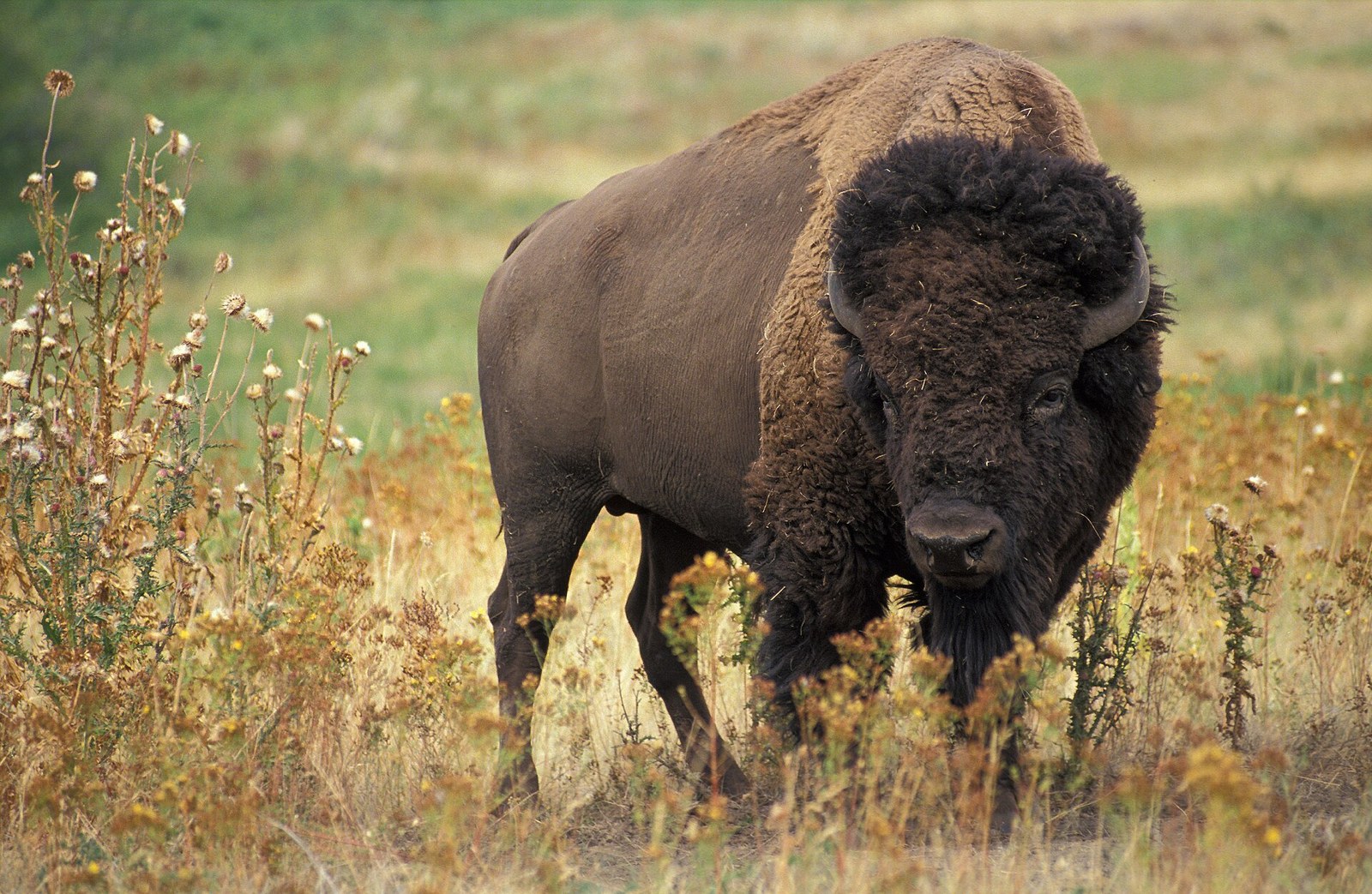 Bizón americký (Bison bison)