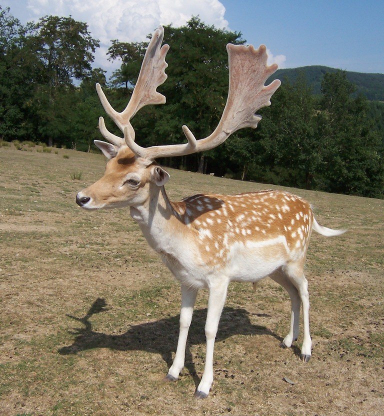 Danok škvrnitý (Dama dama)
