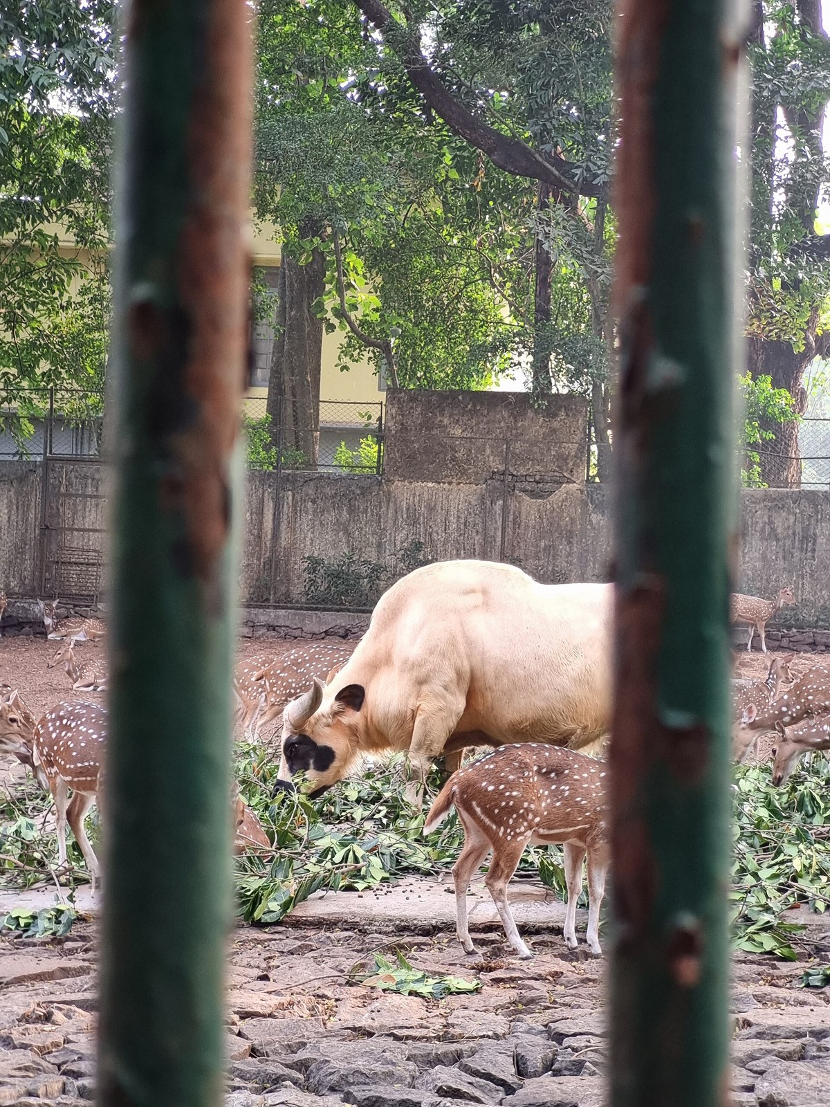 Gajal (mithun) (Bos frontalis)
