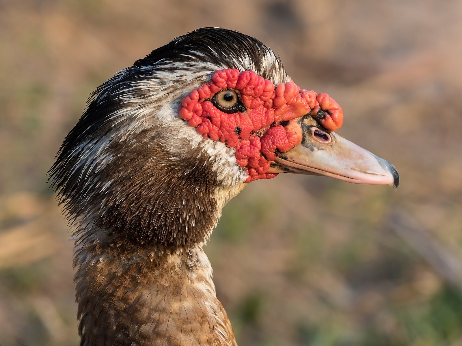 Kačica pižmová (Cairina moschata)