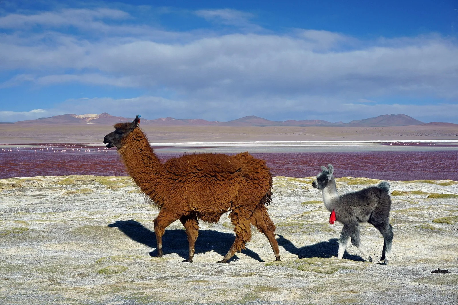 Lama