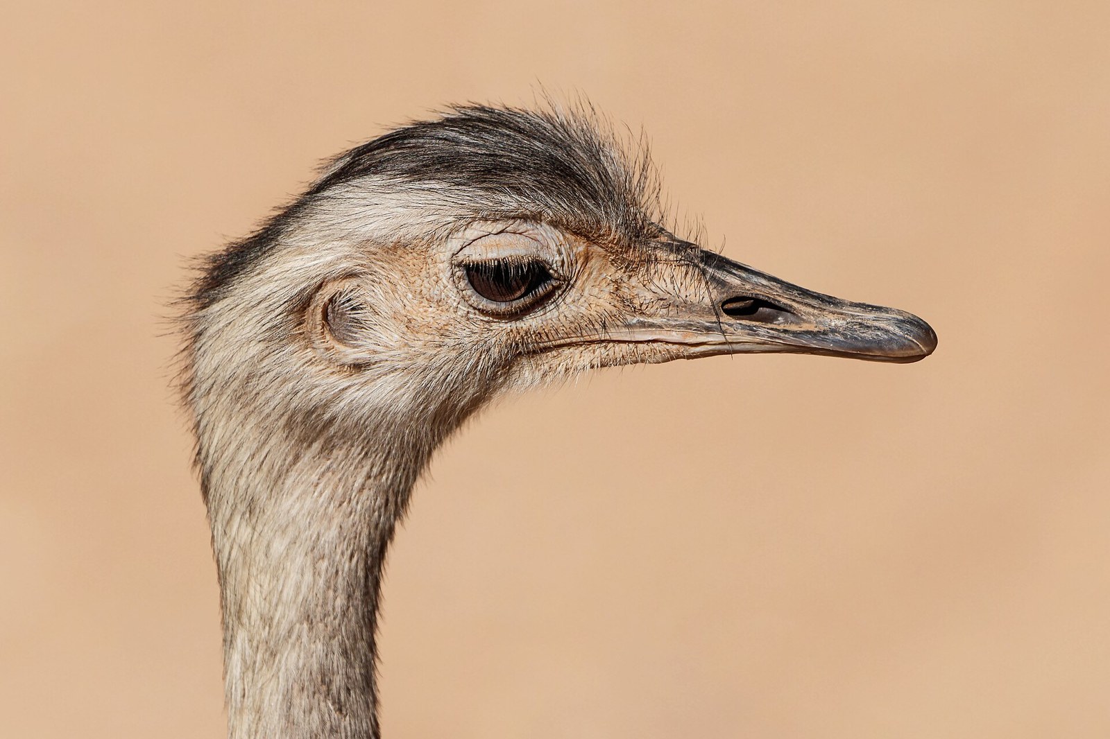 Nandu pampový (Rhea americana)