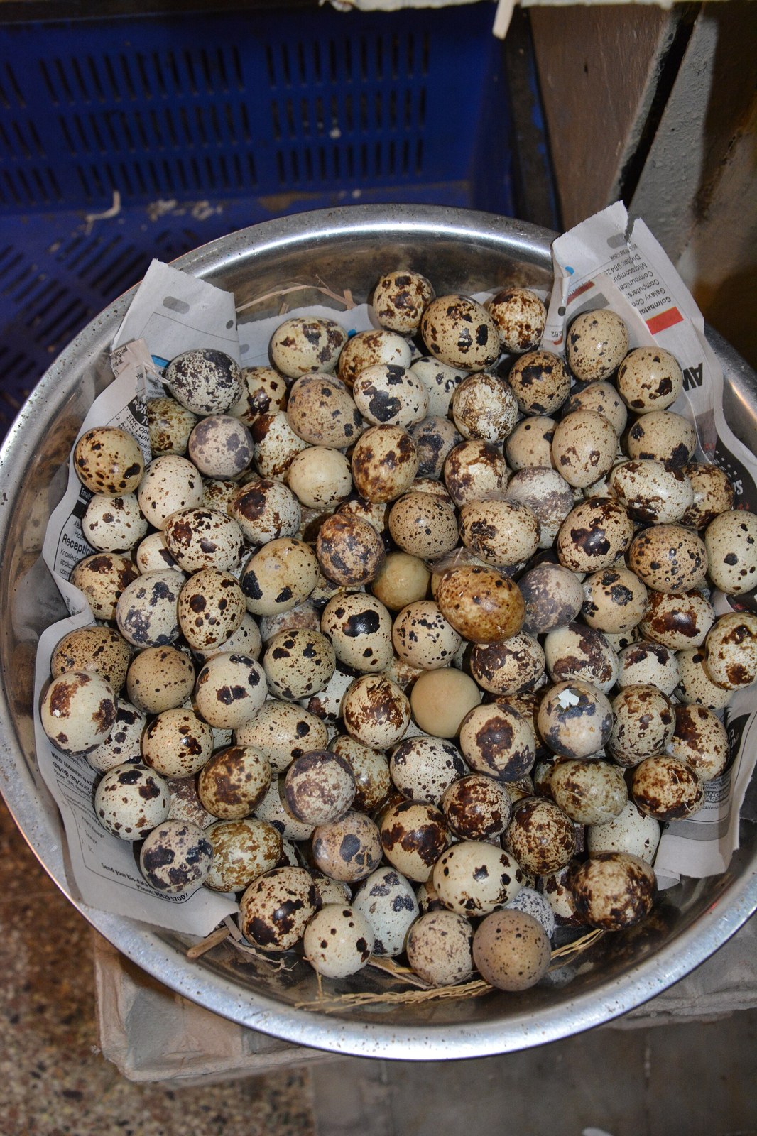 Prepelica japonská (Coturnix japonica)