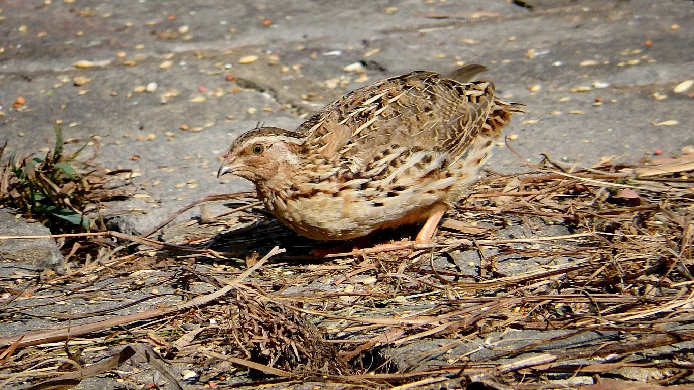 Prepelica — foto