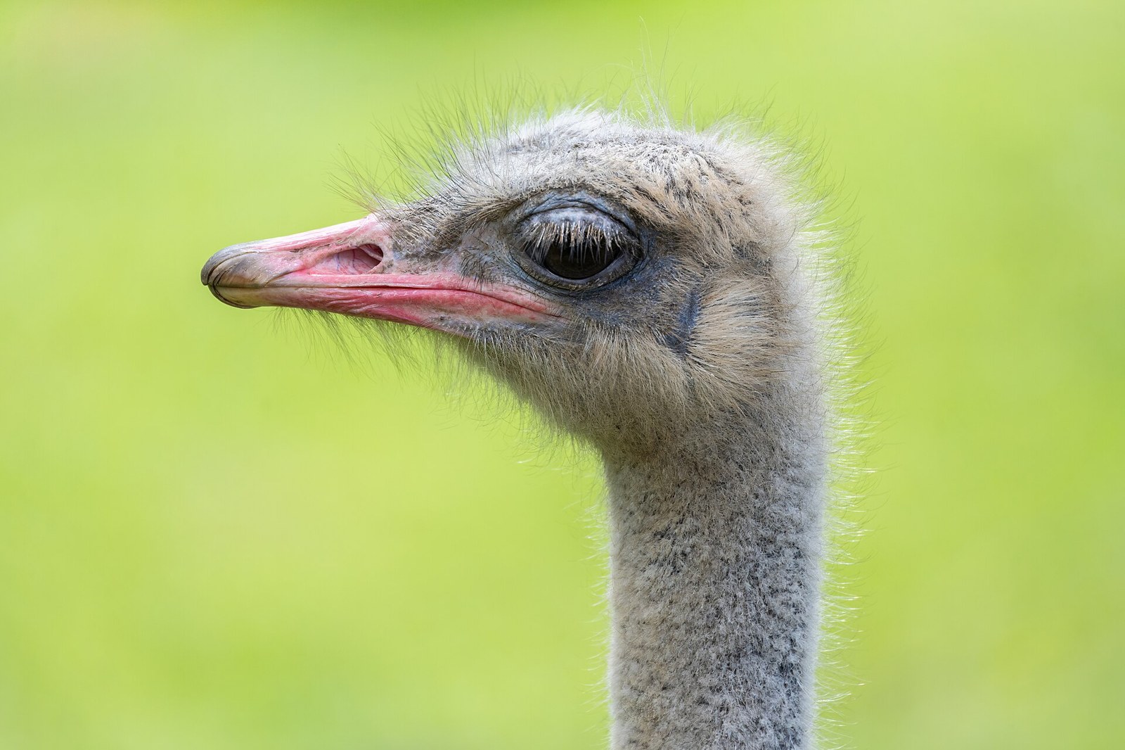Pštros dvojprstý (Struthio camelus)
