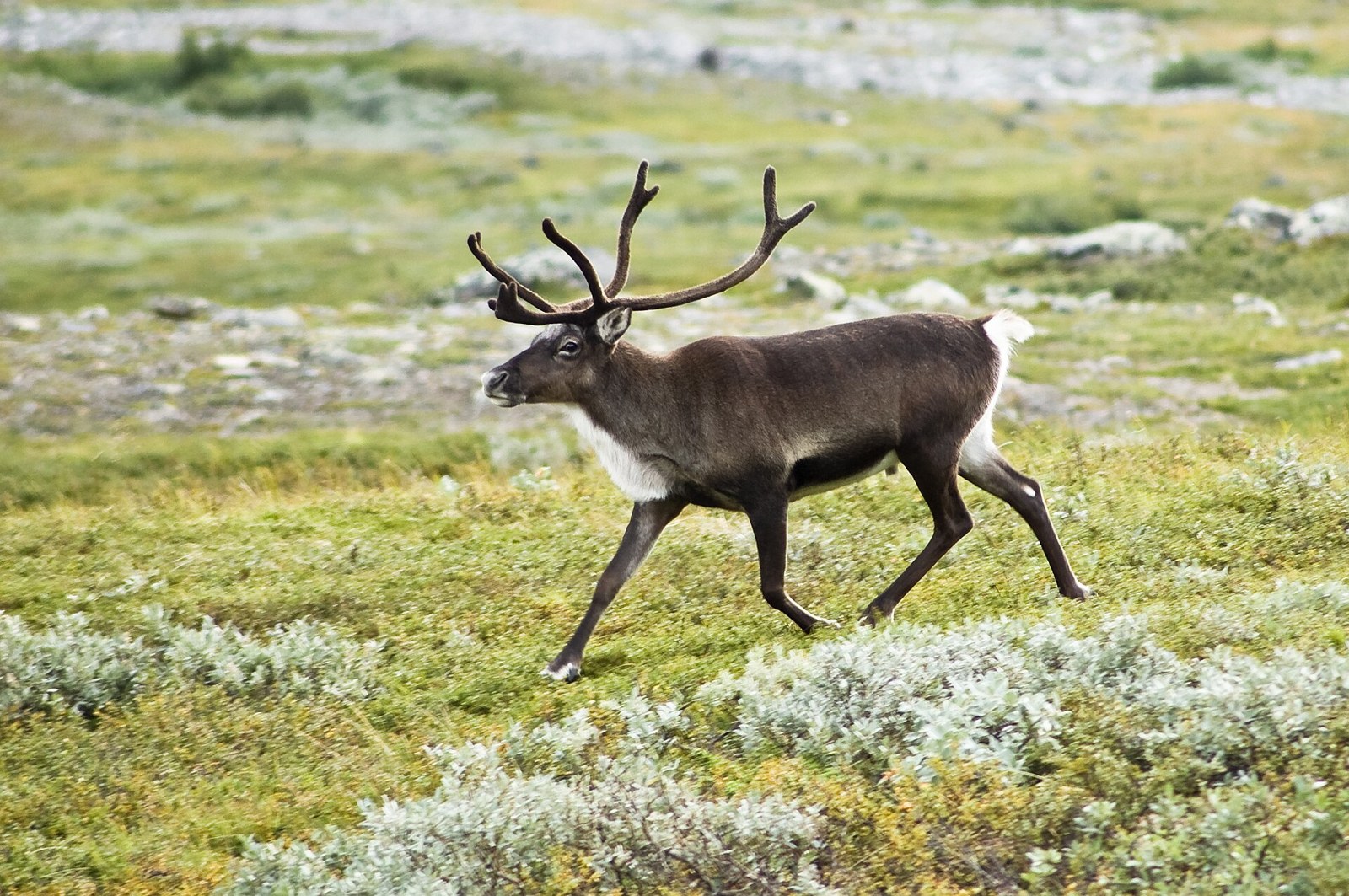 Sob (Rangifer tarandus)