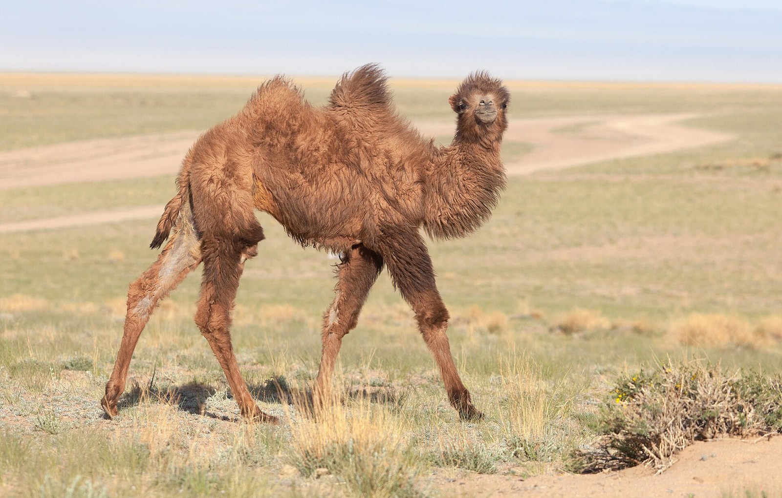 Ťava dvojhrbá (Camelus bactrianus)