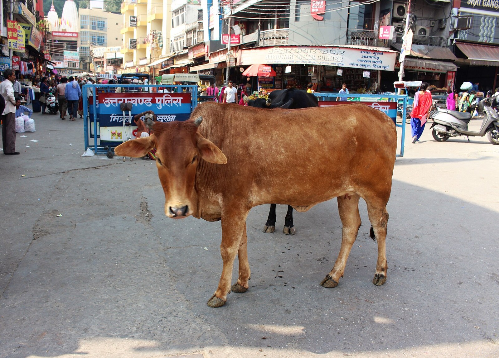 Zebu