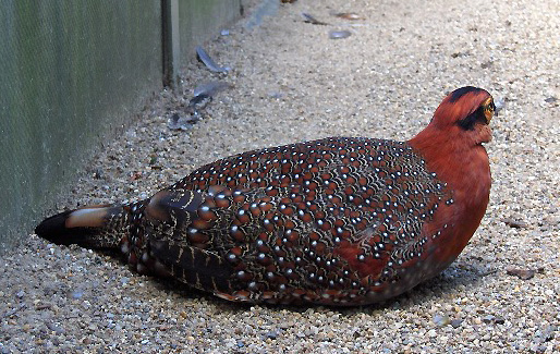 Blytov tragopan