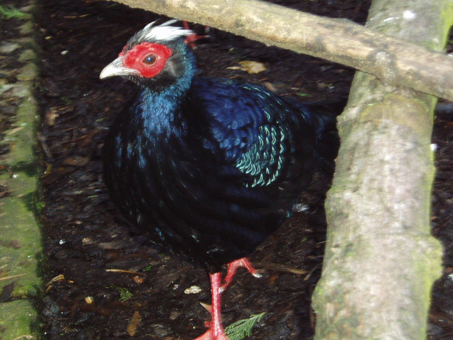 Edwardsov bažant (Lophura edwardsi) — samec s krátkym bielym chocholom (foto: Wikimedia Commons)