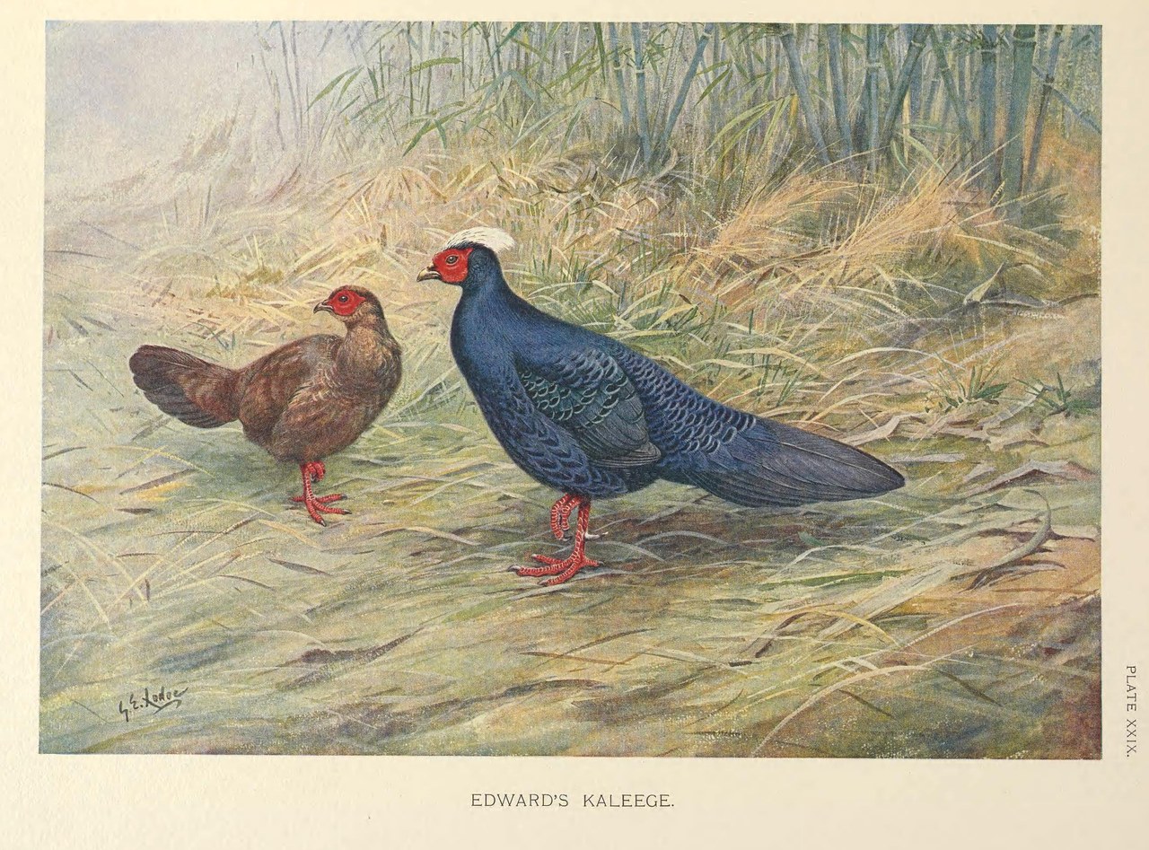 Imperial Pheasant (Lophura × imperialis) — hybridný taxon, fotografie zriedkavé