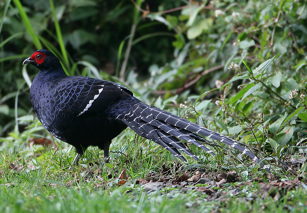 Bažant Mikado (Syrmaticus mikado) — samec s modro-fialovým iridescentným perím (foto: Wikimedia Commons)