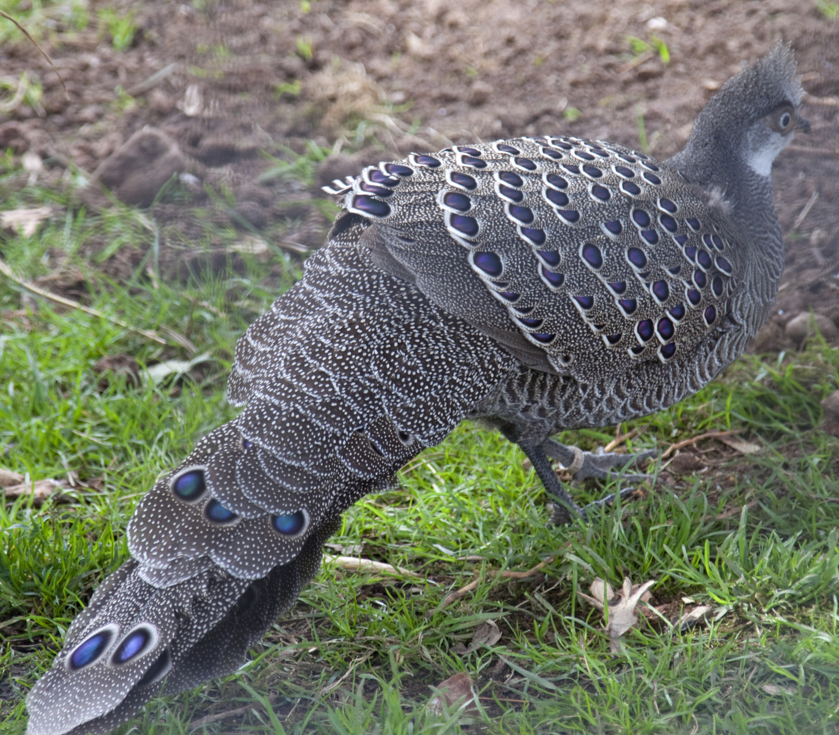 Páv-bažant šedý