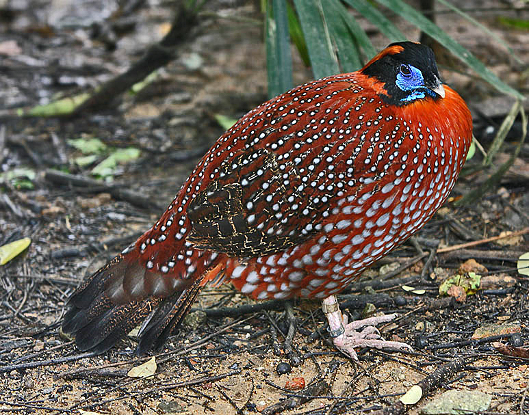Temminckov tragopan