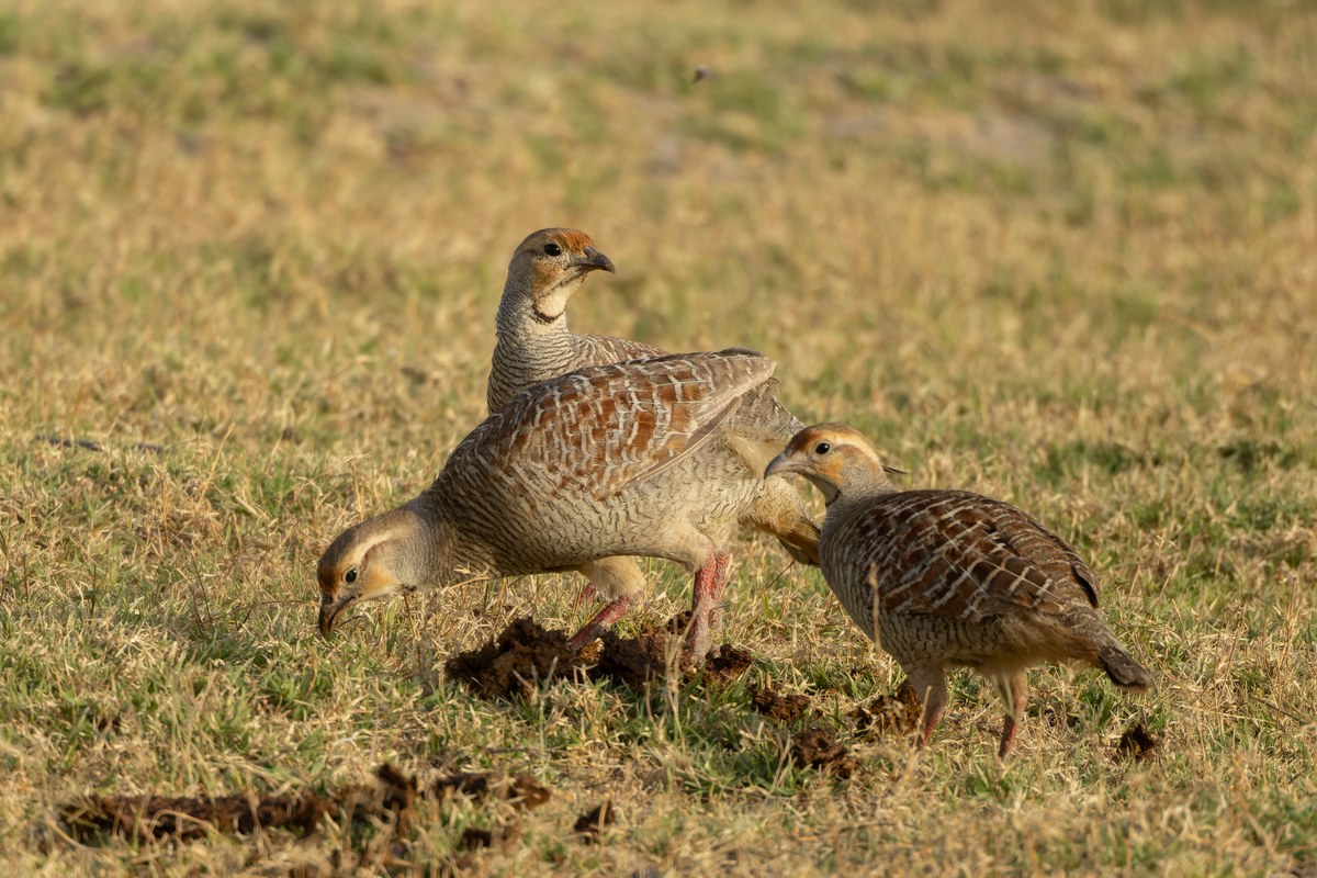 Frankolín šedý (Ortygornis pondicerianus) — india „teetar