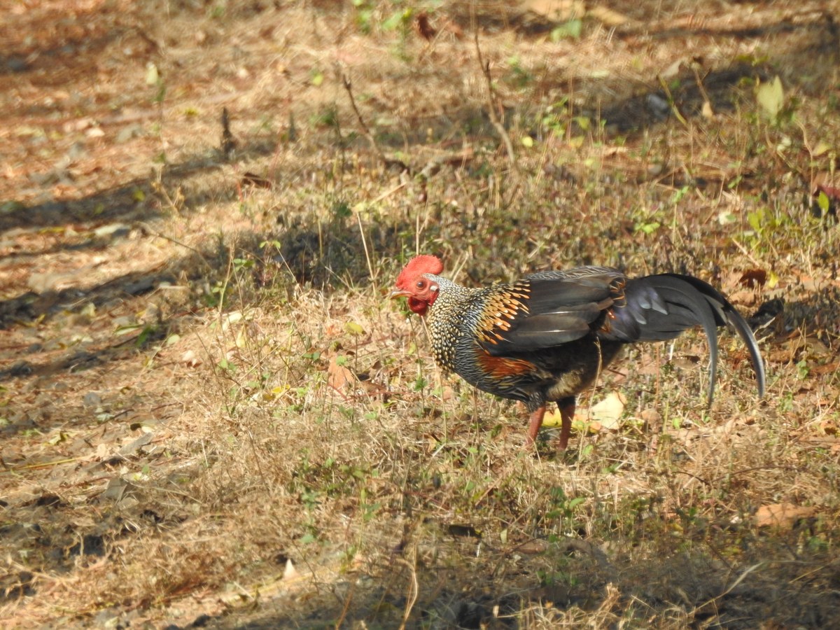 Kura Sonneratova (Gallus sonneratii) — endemit Indie, daroval žltý pigment kuriatka (foto: Wikimedia Commons)