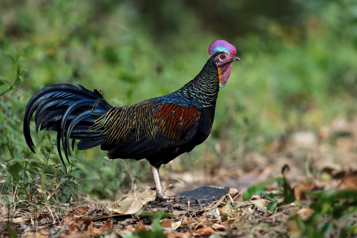 Kura zelená (Gallus varius) — endemit Jávy, monotypický (foto: Wikimedia Commons)