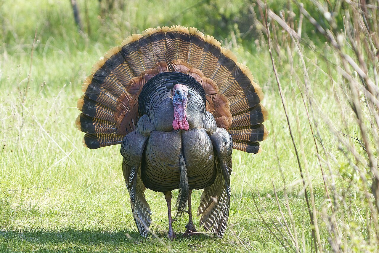 Krocan divoký (Meleagris gallopavo) — Wild Turkey (foto: Wikimedia Commons)
